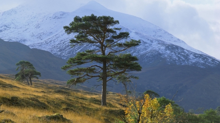 On Guard - outdoors, trees, mountains, nature