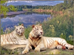 tigers