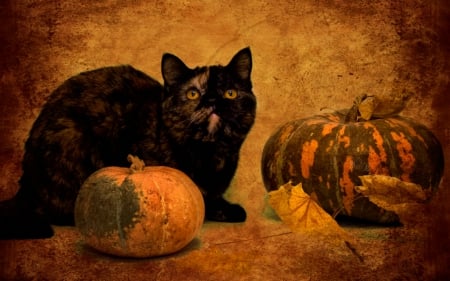 Black cat - animals, cute, pet, cat, pumpkin