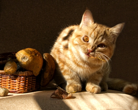 Cute cat - cat, fruits, animals, pet, basket, cute