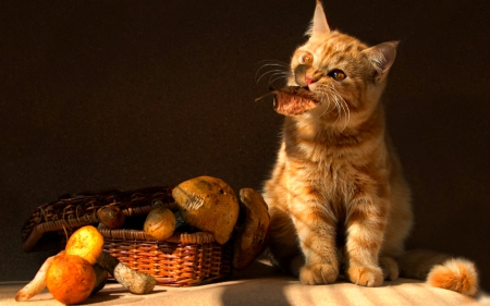 Cute cat - cat, fruits, animals, pet, basket, cute