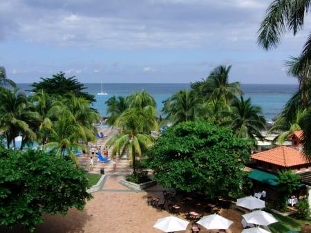 beach - sea, beach, tree, palm