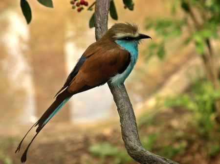 bird - quetzal, tree, forest, bird