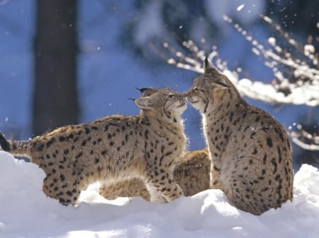 wild cats - snow, tree, wild, cat