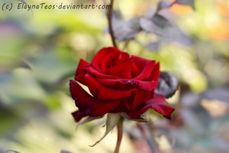 Red Rose - red, flower, nature, rose