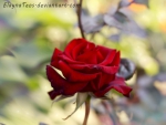 Red Rose