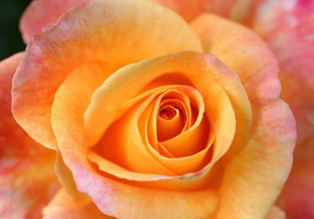 Roselil - rose, yellow, summer, peach