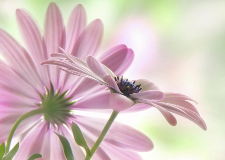 Romeo and Juliet - daisy, fragile, violet, flower