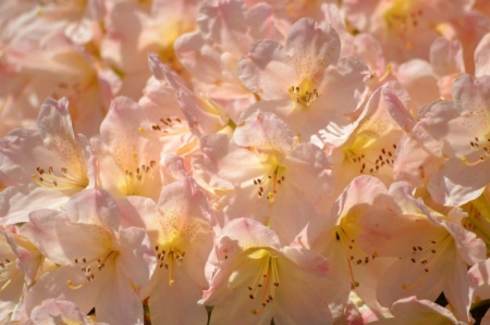 Rhododendron  peach - sunny, may, peach, rhododendron, spring