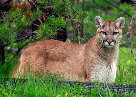 Puma - summer, big cat, wild life, puma