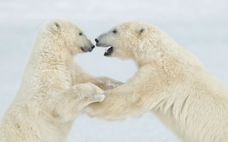 Polar bears - white, artic, bear, polar bear