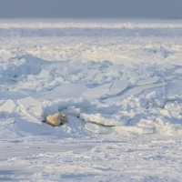 Polar bear artic