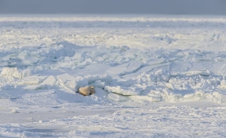 Polar bear artic