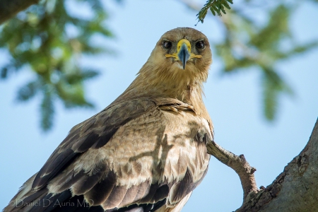 Tawny Eagle - raptor, nature, wildlife, majestic