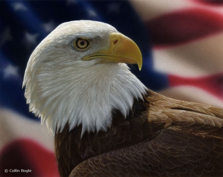 American Eagle - majestic, raptor, bald eagle, flag