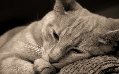 Cat - sleepy, cute, beautiful, cat, sleeping, kitty, cats, hat, cat face, paws, face, animals, pretty, beauty, sweet, kitten, lovely