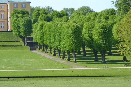 May day in Copenhagen - may, trees, parl, grass, copenhagen, tree