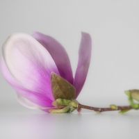 magnolia flower