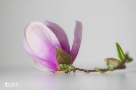 magnolia flower - bloom, may, tree, magnolia, spring, flower