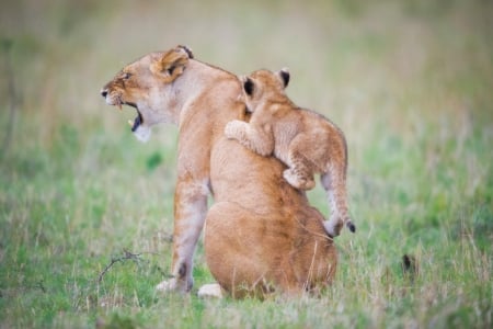 Lion with playful cub