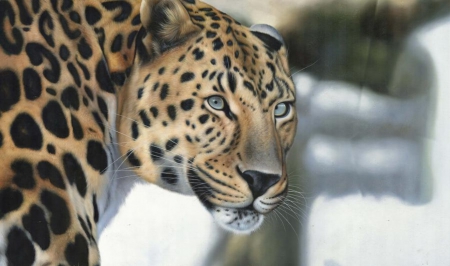 Beautiful leopard - leopard, wild life, big cat, art