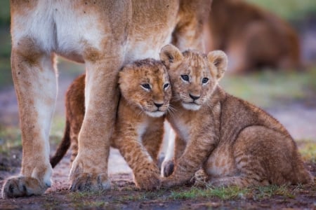 Lion cubs - cubs, lion, big cat, wild life