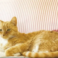 Tabby cat on a couch