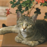 Tabby cat on a stone edge