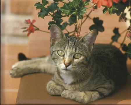 Tabby cat on a stone edge - tabby, stone, paws, cat, plant, cute