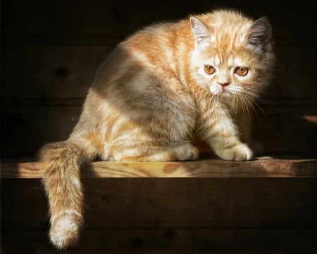 Cute cat