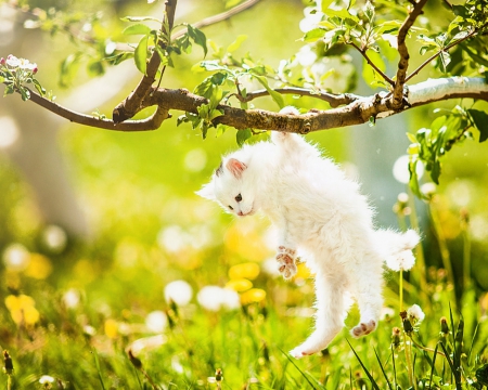 Cute kitty - branch, cute, grass, hang, cat, animals