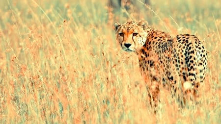 Beautiful Cheetah - cheetah, photo, nature, animals