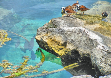 Beautiful Nature - stone, birds, water, reef, lagoon, ocean, tropical, fish, mexico