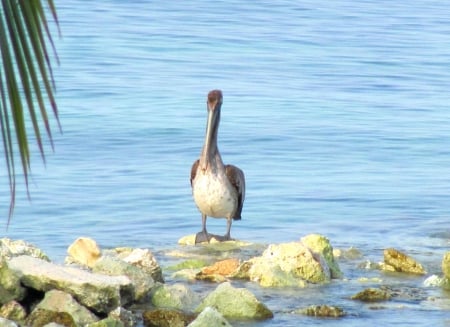 Pelican Place - water, reef, blue, beach, ocean, animal, nature, tropical, pelican