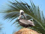 Pelican Roost