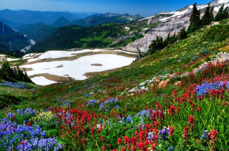 Mount Rainier - nice, slope, sky, freshness, fragrance, colorful, rainier, view, pretty, scent, snowy, grass, mountain, hills, peak, lovely, nature, beautiful, flowers, wildflowers