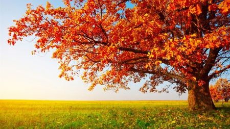 magnificent red oak on the prairie in autumn - prairie, autumn, red, grass, tree, leaves