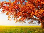 magnificent red oak on the prairie in autumn