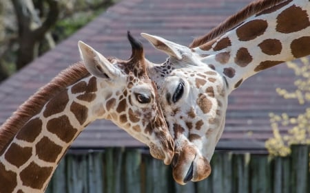 Giraffes - zoo, animal, nature, giraffes