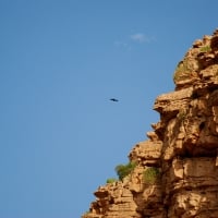 Mountain and Eagle