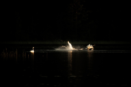 Night drama - night, swan, swans, drama