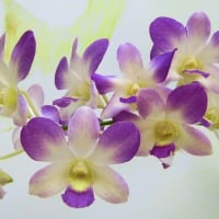 Pretty orchids