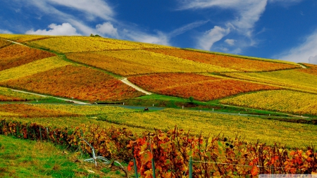 wonderful vineyards on hills in autumn - vineyards, clouds, hills, autumn