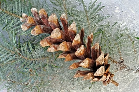 Pine Cone - cone, cones, pines, pine