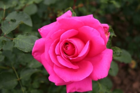 a Pink Rose outside - outside, pink, rose, pretty