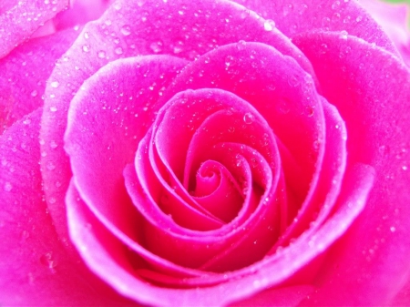 Unbelievably Beautiful Vibrant Pink Rose  - Rose, Rain, Pink, Doups