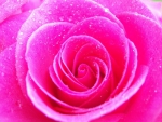 Unbelievably Beautiful Vibrant Pink Rose 