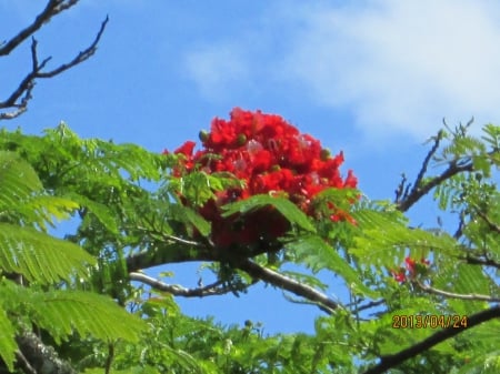 Red Flower Tree - sky, tree, flower, red