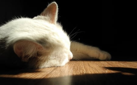 Cat - pretty, cat face, sleepy, paws, kitten, cats, face, sleeping, hat, beautiful, beauty, lovely, sweet, cat, cute, animals, kitty