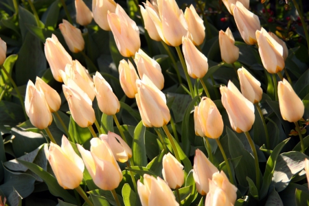 Tulip Bloom - Bloom, tulips, beige, leaves